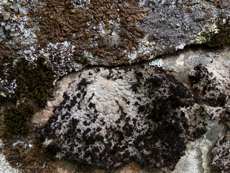 Lasallia pustulata. Lichene c�rso 4